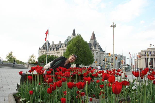 Tulipes et drapeau canadien